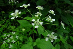 Heracleum concanense